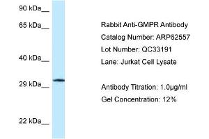 Western Blotting (WB) image for anti-Guanosine Monophosphate Reductase (GMPR) (C-Term) antibody (ABIN970782) (GMPR Antikörper  (C-Term))