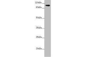 Western blot All lanes: TTLL7 antibody at 2. (TTLL7 Antikörper  (AA 1-260))