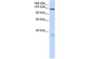 Western Blotting (WB) image for anti-Anoctamin 3 (ANO3) antibody (ABIN2459347) (ANO3 Antikörper)