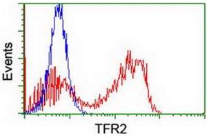 HEK293T cells transfected with either RC220060 overexpress plasmid (Red) or empty vector control plasmid (Blue) were immunostained by anti-TFR2 antibody (ABIN2455729), and then analyzed by flow cytometry. (Transferrin Receptor 2 Antikörper)