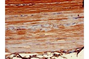Immunohistochemistry of paraffin-embedded human skeletal muscle tissue using ABIN7164998 at dilution of 1:100