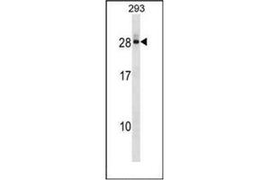 Western blot analysis of DCTD Antibody (N-term) in 293 cell line lysates (35ug/lane). (DCMP Deaminase (DCTD) (AA 1-30), (N-Term) Antikörper)