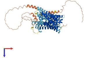 SLC41A2 Protein (AA 1-573) (His tag)
