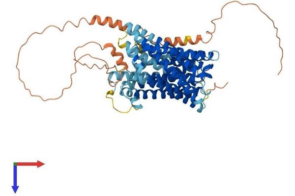 SLC41A2 Protein (AA 1-573) (His tag)