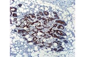Immunohistochemistry (IHC) image for anti-Transforming Growth Factor, beta 2 (TGFB2) antibody (ABIN3029221)