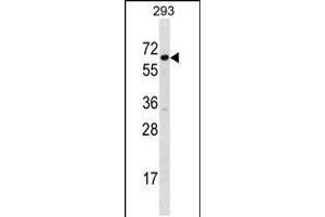 Western blot analysis in 293 cell line lysates (35ug/lane). (SRP54 Antikörper  (C-Term))