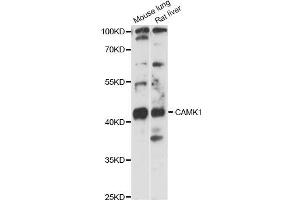 Western blot analysis of extracts of various cell lines, using CAMK1 antibody (ABIN6291853) at 1:3000 dilution. (CAMK1 Antikörper)