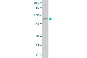 SCIN MaxPab polyclonal antibody.