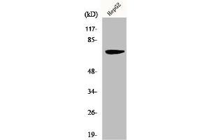 Western Blot analysis of HepG2 cells using MMP-16 Polyclonal Antibody (MMP16 Antikörper  (C-Term))
