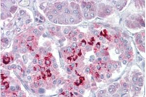 Pancreas (SIM1 Antikörper  (N-Term))