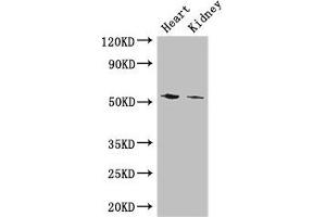 Western Blot Positive WB detected in: Mouse heart tissue, Mouse kidney tissue All lanes: CYP11B1 antibody at 3 μg/mL Secondary Goat polyclonal to rabbit IgG at 1/50000 dilution Predicted band size: 58, 50 kDa Observed band size: 58 kDa (CYP11B1 Antikörper  (AA 88-323))