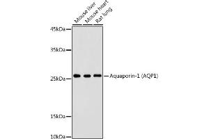 Western blot analysis of extracts of various cell lines, using Aquaporin-1  antibody (ABIN7265651) at 1:500 dilution. (Aquaporin 1 Antikörper  (C-Term))