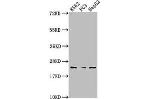Western Blot Positive WB detected in: K562 whole cell lysate, PC3 whole cell lysate, HepG2 whole cell lysate All lanes: BLVRB antibody at 1:2000 Secondary Goat polyclonal to rabbit IgG at 1/50000 dilution Predicted band size: 23 kDa Observed band size: 23 kDa (BLVRB Antikörper  (AA 2-206))