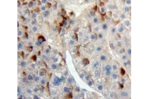 Used in DAB staining on fromalin fixed paraffin-embedded Liver tissue (IREM1 Antikörper  (AA 45-310))