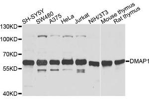 Western blot analysis of extracts of various cells, using DMAP1 antibody. (DMAP1 Antikörper)