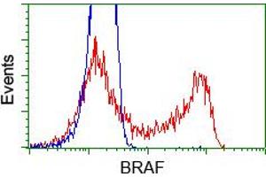 Image no. 5 for anti-B-Raf proto-oncogene, serine/threonine kinase (BRAF) antibody (ABIN1496952) (BRAF Antikörper)