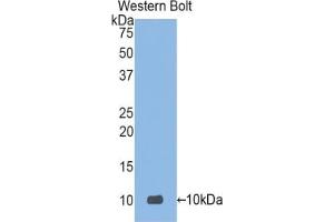 Detection of Recombinant DEFa3, Human using Polyclonal Antibody to Defensin Alpha 3, Neutrophil Specific (DEFa3) (DEFa3 Antikörper  (AA 21-94))