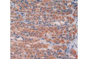 IHC-P analysis of stomach tissue, with DAB staining. (GAS6 Antikörper  (AA 100-312))