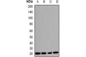 Western blot analysis of COX4-2 expression in A549 (A), K562 (B), mouse lung (C), rat lung (D) whole cell lysates.