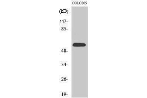 Western Blotting (WB) image for anti-Growth Differentiation Factor 9 (GDF9) (Internal Region) antibody (ABIN3184778)