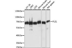 Western blot analysis of extracts of various cell lines, using PLS1 antibody (ABIN7269391) at 1:1000 dilution. (PLS1 Antikörper  (AA 1-110))