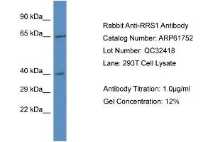 Western Blotting (WB) image for anti-RRS1 Ribosome Biogenesis Regulator (RRS1) (C-Term) antibody (ABIN786488) (RRS1 Antikörper  (C-Term))