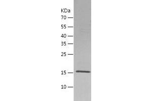 Western Blotting (WB) image for Heat Shock 22kDa Protein 8 (HSPB8) (AA 1-196) protein (His-IF2DI Tag) (ABIN7123262)