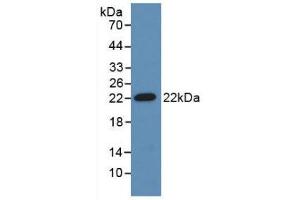 Western blot analysis of recombinant Mouse ADM. (Adrenomedullin Antikörper  (AA 24-171))