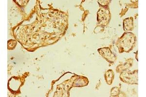 Immunohistochemistry of paraffin-embedded human placenta tissue using ABIN7151992 at dilution of 1:100 (ERLIN1 Antikörper  (AA 27-346))