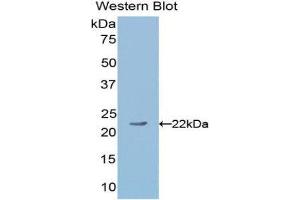 Western Blotting (WB) image for anti-Angiopoietin 1 (ANGPT1) (AA 253-429) antibody (ABIN1171922) (Angiopoietin 1 Antikörper  (AA 253-429))