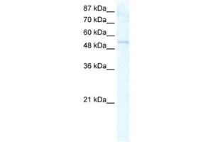 Western Blotting (WB) image for anti-DEAD (Asp-Glu-Ala-As) Box Polypeptide 19A (DDX19A) antibody (ABIN2461353) (DDX19A Antikörper)