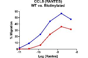Cells expressing recombinant CCR5 were assayed for migration through a transwell filter at various concentrations of WT Rantes or Biotinylated Rantes.