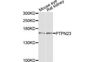 Western blot analysis of extracts of various cell lines, using PTPN23 antibody. (PTPN23 Antikörper)