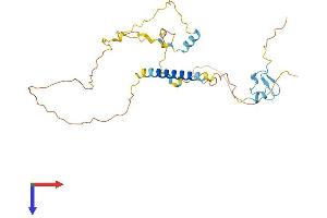 C18orf1 Protein (AA 1-306) (His tag)