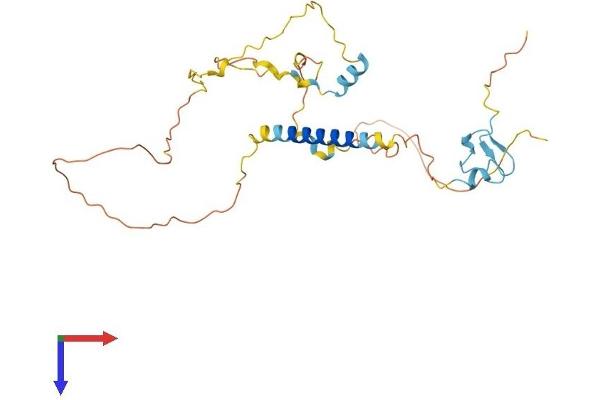 C18orf1 Protein (AA 1-306) (His tag)