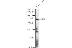 Western blot analysis of extracts of Rat thymus, using SELL antibody (ABIN3022263, ABIN3022264, ABIN3022265 and ABIN6218704) at 1:1000 dilution. (L-Selectin Antikörper  (AA 1-100))