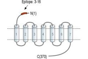 anti-Lysophosphatidic Acid Receptor 4 (LPAR4) (AA 3-16), (Extracellular), (N-Term) antibody