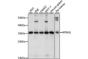 Western blot analysis of extracts of various cell lines, using NTAN1 antibody (ABIN6293897) at 1:1000 dilution.