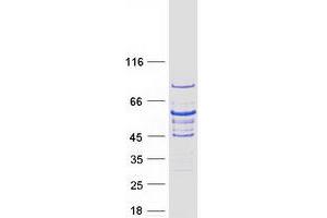Validation with Western Blot (GRB14 Protein (Myc-DYKDDDDK Tag))