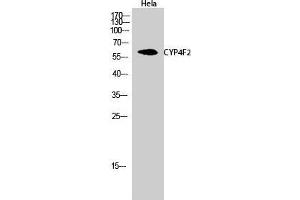 Western Blot (WB) analysis of HeLa cells using CYP4F2 Polyclonal Antibody.