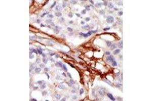 Image no. 2 for anti-V-Yes-1 Yamaguchi Sarcoma Viral Oncogene Homolog 1 (YES1) (N-Term) antibody (ABIN360002) (YES1 Antikörper  (N-Term))