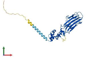 Protein Structure (PS) image for F-Box Protein 2 (FBXO2) (AA 1-297) protein (His tag) (ABIN7558344)