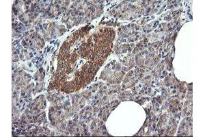 Image no. 1 for anti-Dynamin 1-Like (DNM1L) antibody (ABIN1497872) (Dynamin 1-Like Antikörper)