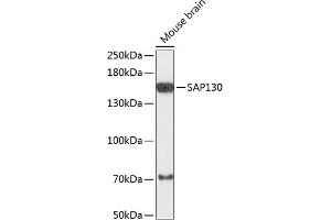 Western blot analysis of extracts of mouse brain, using S antibody (ABIN6132628, ABIN6147370, ABIN6147372 and ABIN6218063) at 1:3000 dilution. (SAP130 Antikörper  (AA 819-1048))