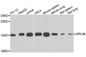 Western blot analysis of extracts of various cell lines, using RPL36 antibody. (RPL36 Antikörper  (AA 1-105))