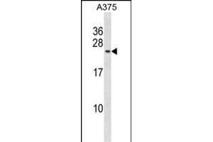 POLR2G Antibody (C-term) (ABIN1881671 and ABIN2839062) western blot analysis in  cell line lysates (35 μg/lane). (POLR2G Antikörper  (C-Term))