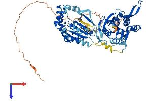 UCKL1 Protein (AA 1-548) (His tag)