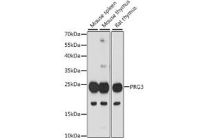 Western blot analysis of extracts of various cell lines, using PRG3 antibody (ABIN7269721) at 1:1000 dilution. (Proteoglycan 3 Antikörper  (AA 18-225))