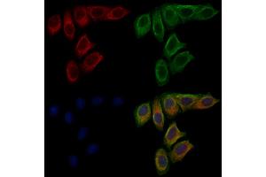 ABIN6263792 and ABIN6277681 staining Hela cells by IF/ICC.