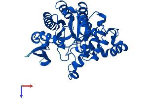 ACMSD Protein (AA 1-336) (His tag)